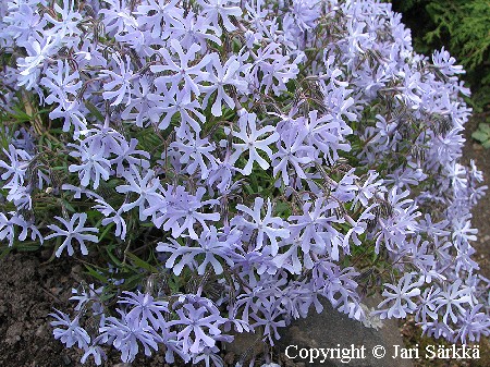 Phlox bifida